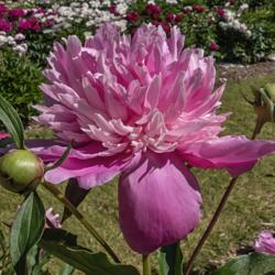 Location: Peony Garden at Nichols Arboretum, Ann Arbor, Michigan
Date: 2019-06-11
Duchesse d'Orleans peony - some blooms develop a bomb form, like 