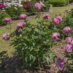 Location: Peony Garden at Nichols Arboretum, Ann Arbor, Michigan
Date: 2019-06-11
Duchesse d'Orleans peony - young plant (planted fall 2016), but a