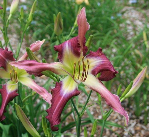Photo of Daylily (Hemerocallis 'Light as Air') uploaded by beenthere