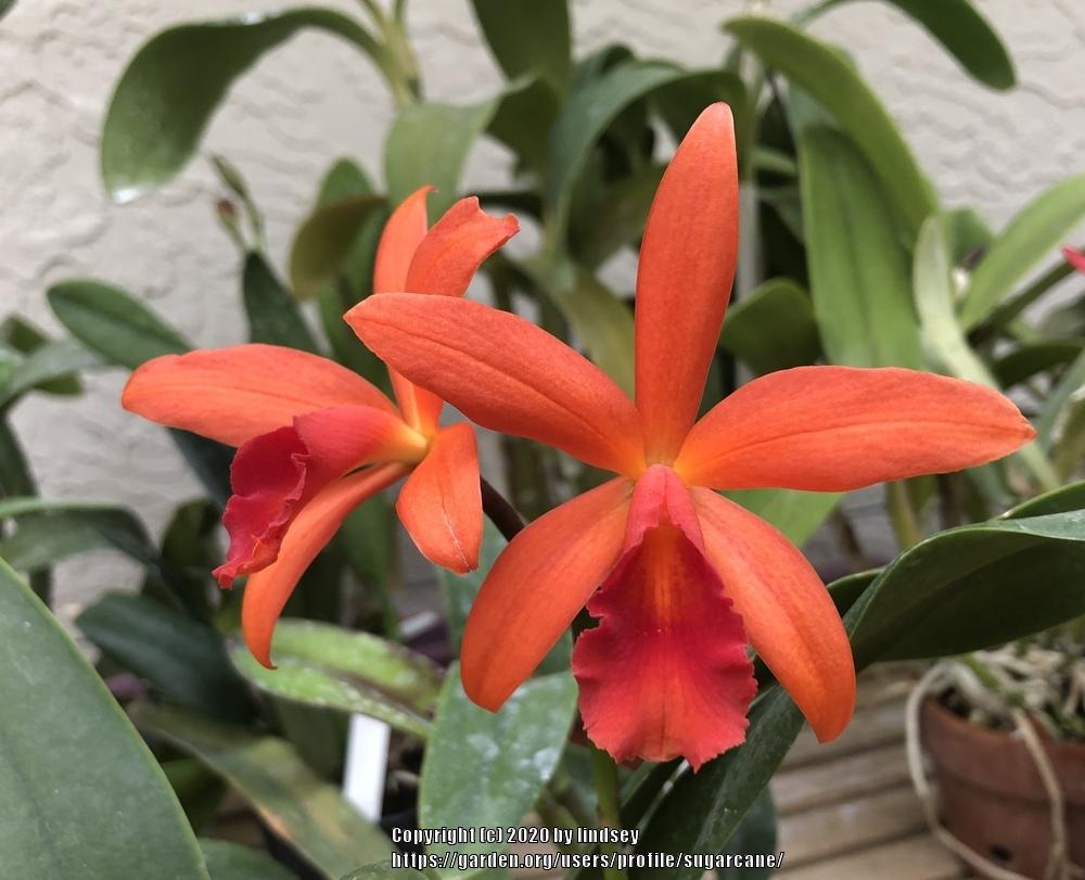Photo of Orchid (Cattlianthe Naranja en Flor) uploaded by sugarcane