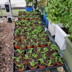 Location: JBsPlants at Roblyn Farm, New Jersey
Date: February 2020
1 Month old plantlets of Curly Green Mother Plant