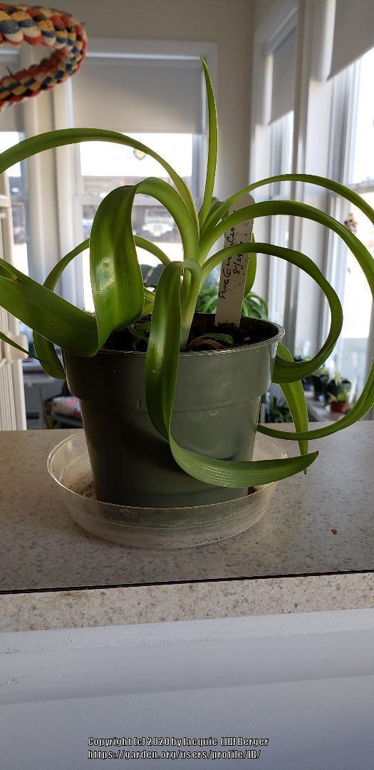 Photo of Curly Green Spider Plant (Chlorophytum comosum 'Green Curly') uploaded by JB