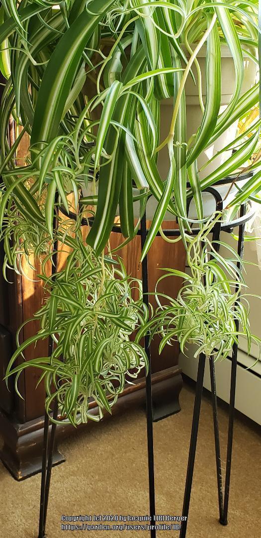 Photo of Curly Spider Plant (Chlorophytum comosum 'Bonnie') uploaded by JB
