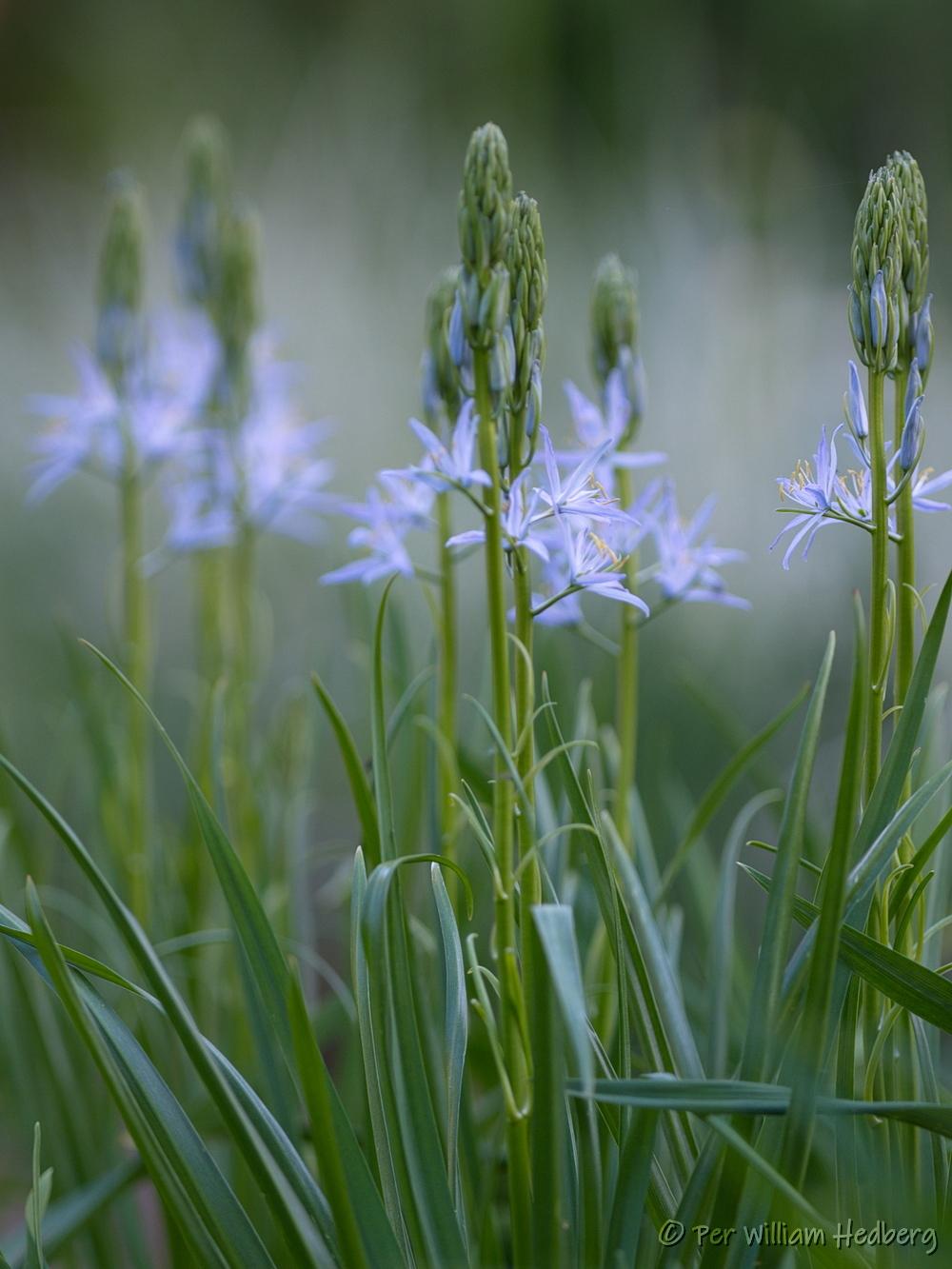 Photo of Camassia 'Blue Heaven' uploaded by William