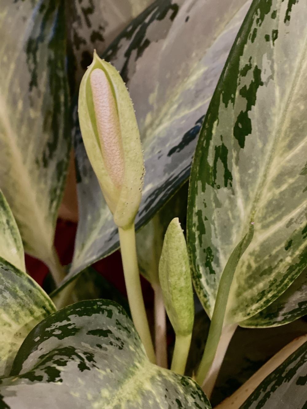 Photo of Chinese Evergreen (Aglaonema Golden Bay™) uploaded by csandt