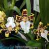Part of the West Gippsland Orchid Club display.