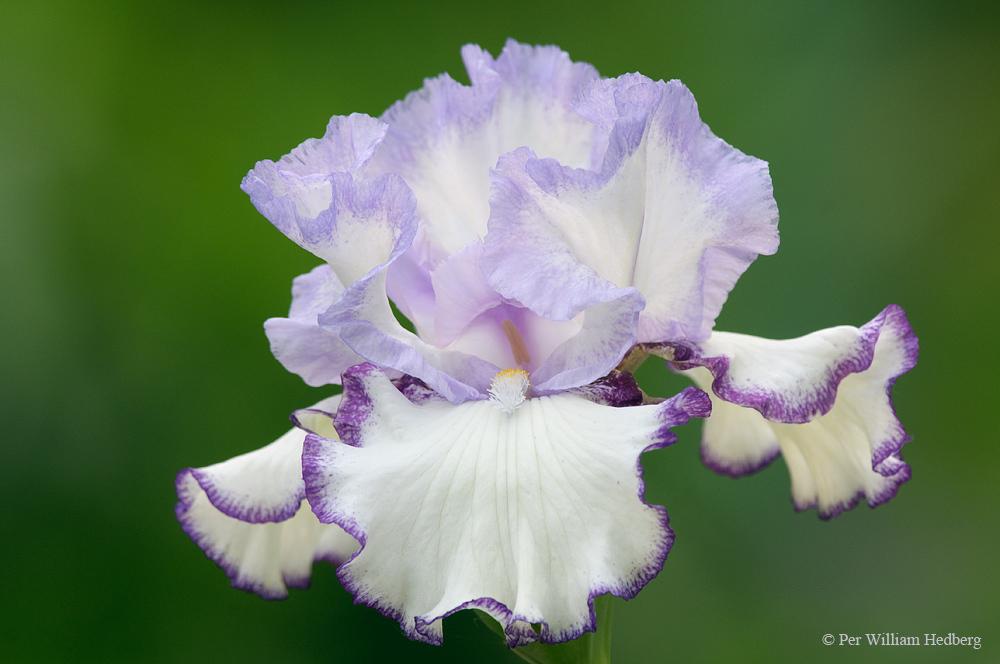 Photo of Tall Bearded Iris (Iris 'Petticoat Shuffle') uploaded by William