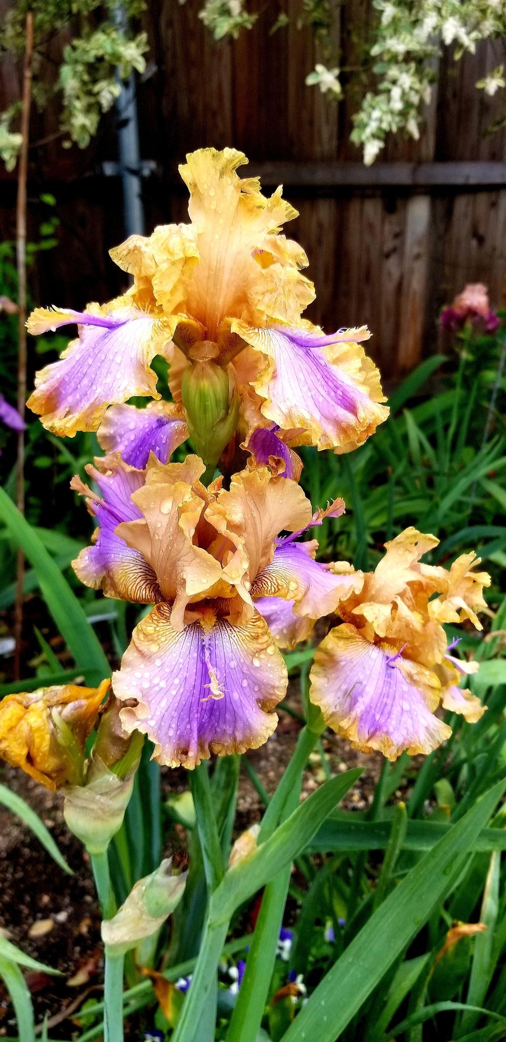 Photo of Tall Bearded Iris (Iris 'Westpointer') uploaded by javaMom