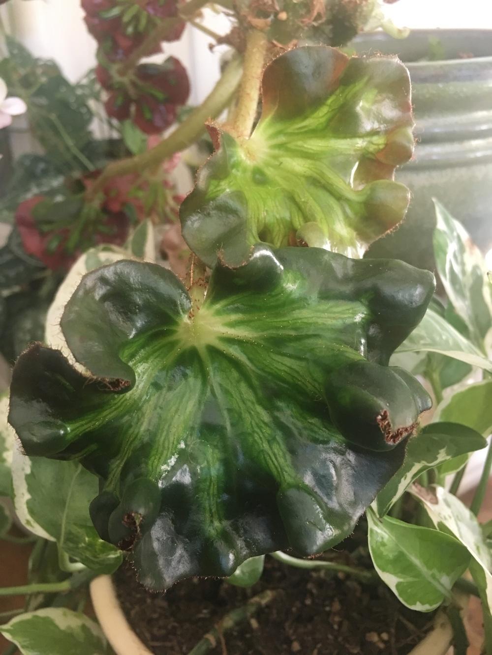 Photo of Stained Glass Begonia (Begonia 'Cathedral') uploaded by Calif_Sue