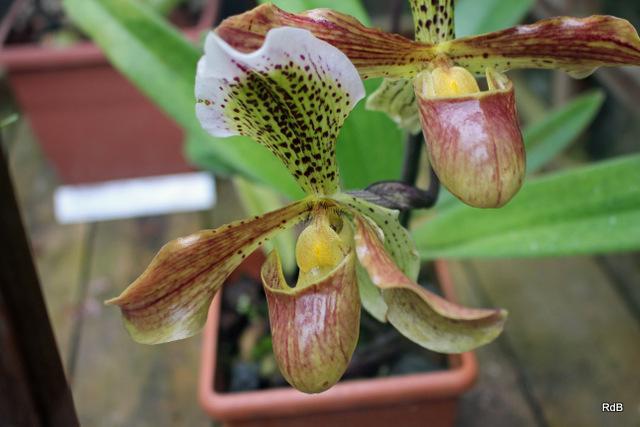Photo of Orchid (Paphiopedilum Harrisianum) uploaded by RuuddeBlock