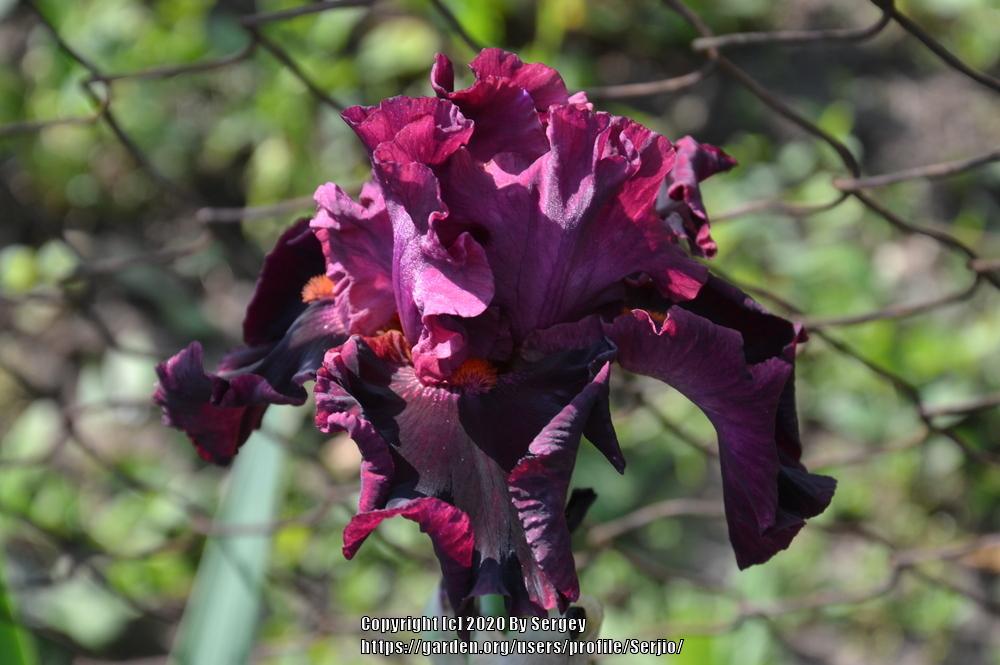 Photo of Tall Bearded Iris (Iris 'Machismo') uploaded by Serjio