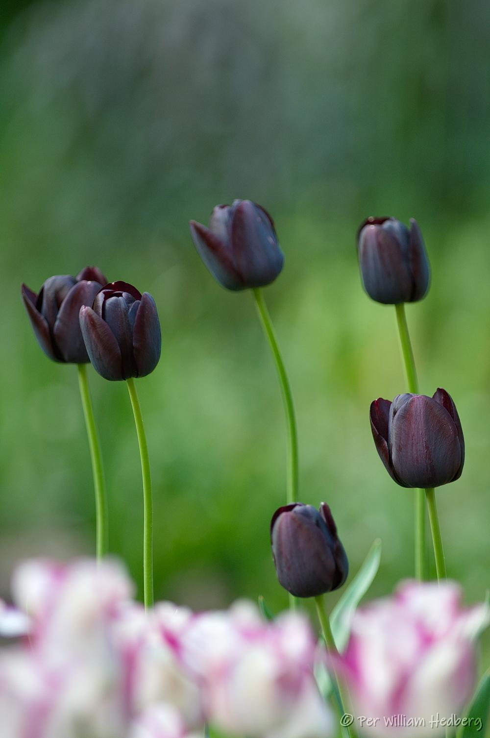Photo of Single Late Tulip (Tulipa 'Queen of Night') uploaded by William