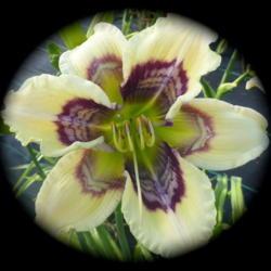
Photo shared with permission of Northern Lights Daylilies.