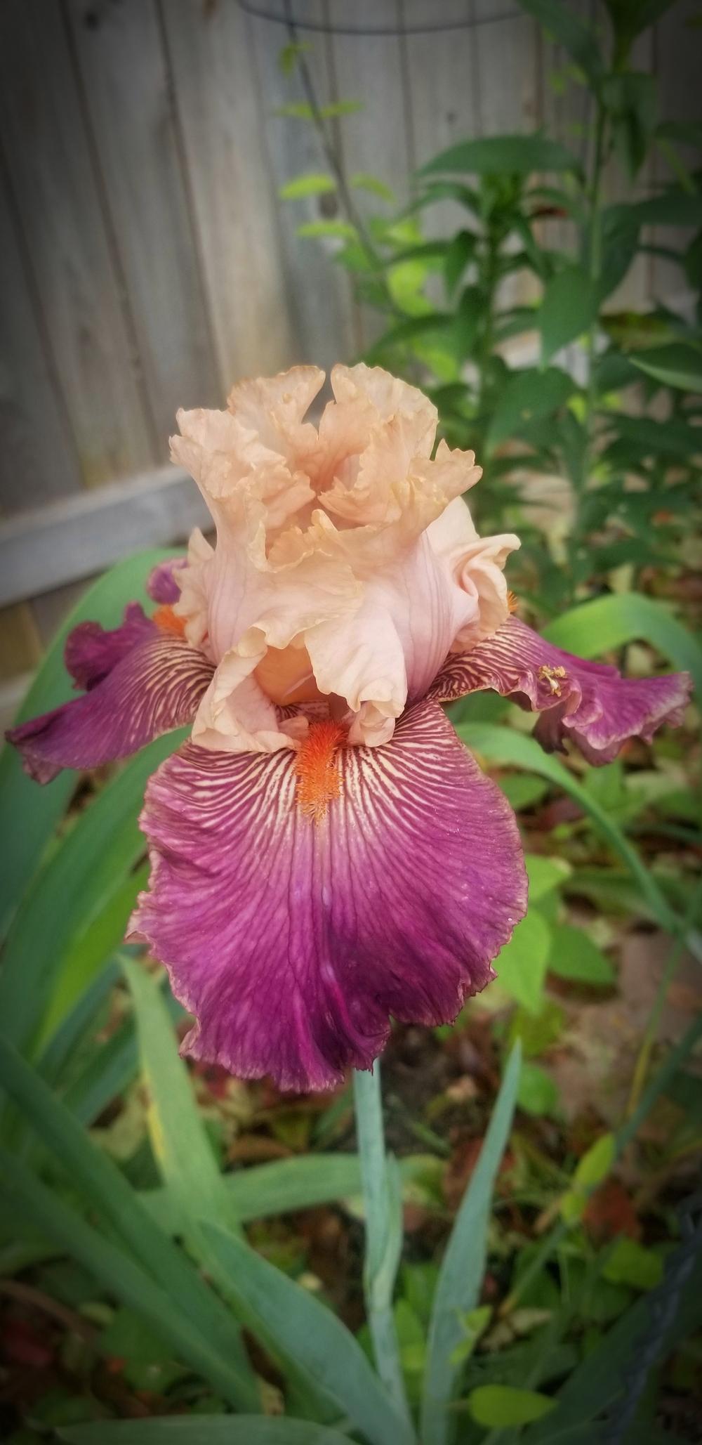 Photo of Tall Bearded Iris (Iris 'Full of Magic') uploaded by javaMom