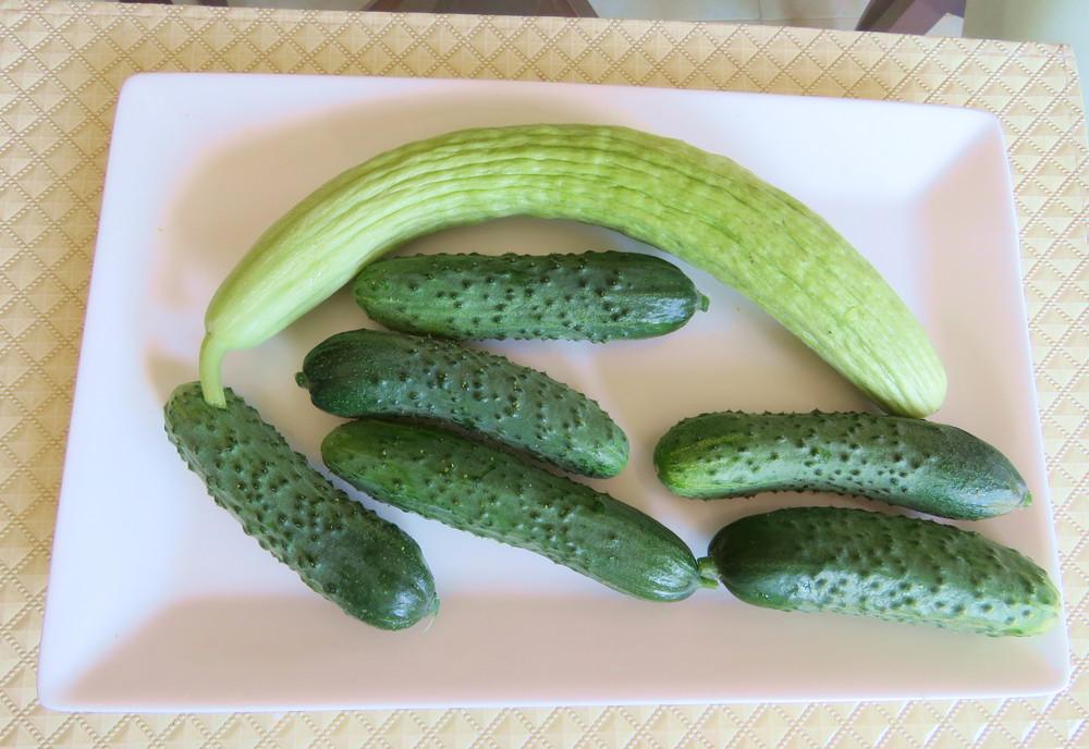 Photo of Armenian Cucumber (Cucumis melo var. flexuosus 'Striped Armenian') uploaded by Green_Go