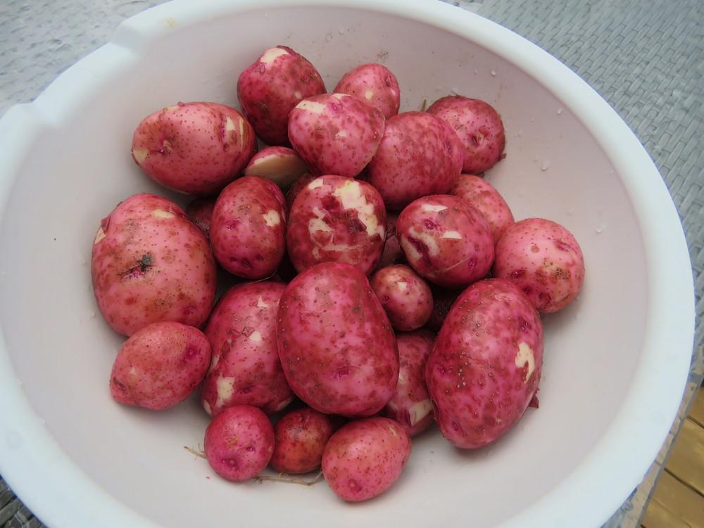 Photo of Potato (Solanum tuberosum 'Red Norland') uploaded by Green_Go