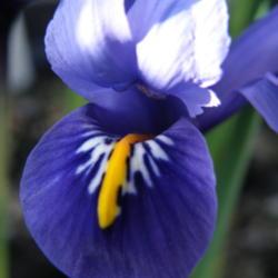 Location: Lundby, Denmark, EU
Date: 2020-02-21
A beautiful early iris