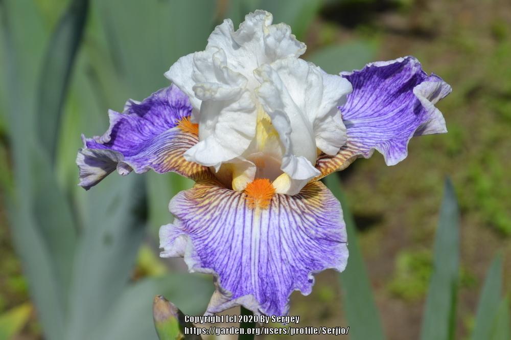 Photo of Tall Bearded Iris (Iris 'Magic Happens') uploaded by Serjio