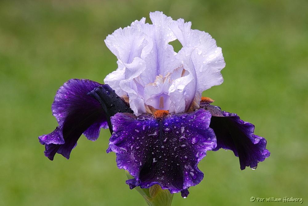 Photo of Tall Bearded Iris (Iris 'Magnétisme') uploaded by William