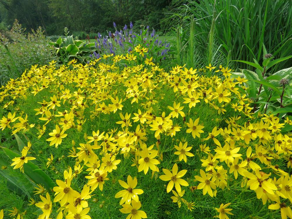 Photo of Tickseed (Coreopsis verticillata 'Zagreb') uploaded by Green_Go