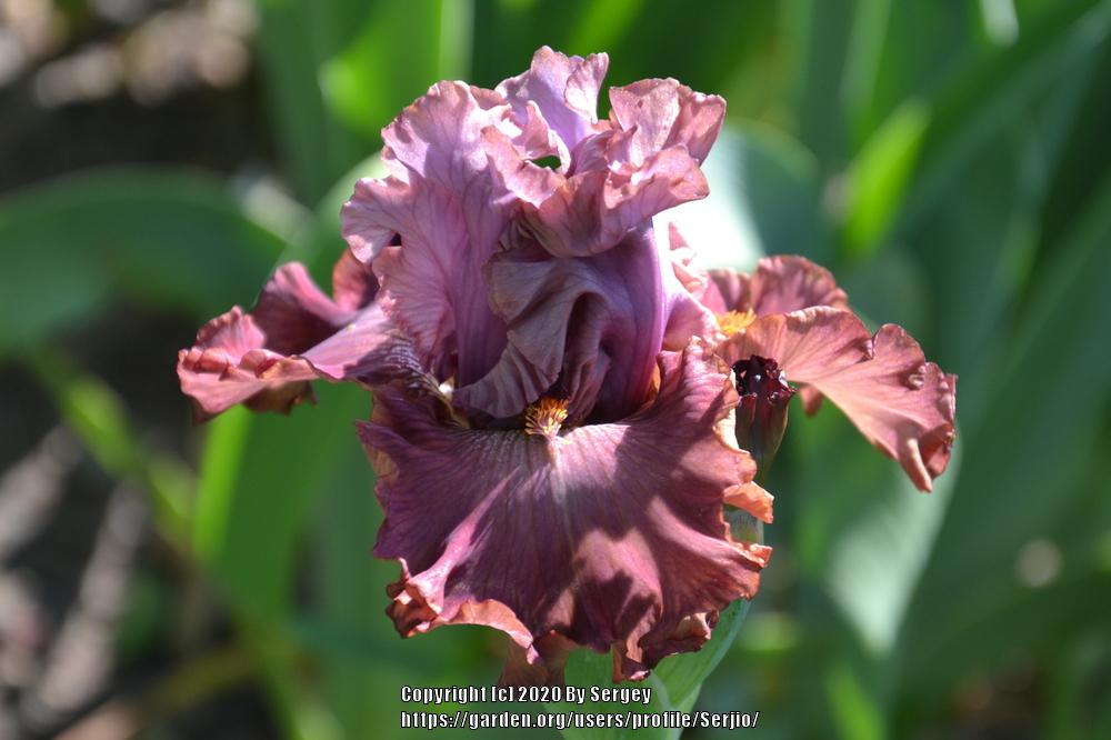 Photo of Border Bearded Iris (Iris 'Mandrake') uploaded by Serjio