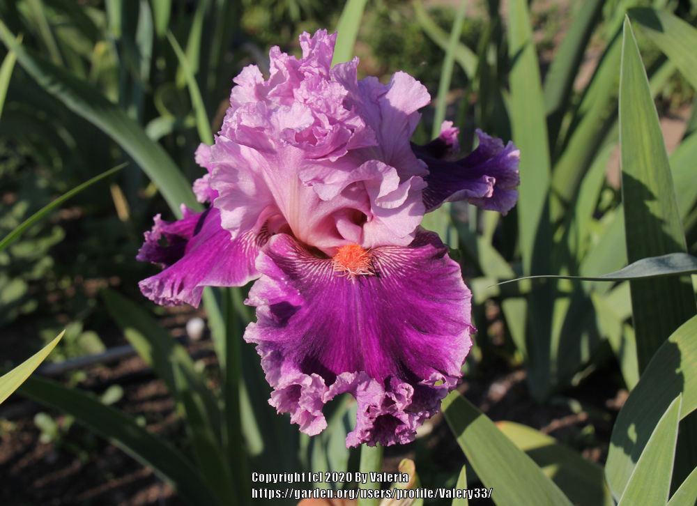 Photo of Tall Bearded Iris (Iris 'Flutterina') uploaded by Valery33