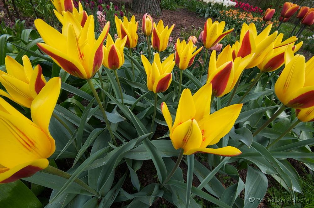 Photo of Tulip (Tulipa x tschimganica) uploaded by William