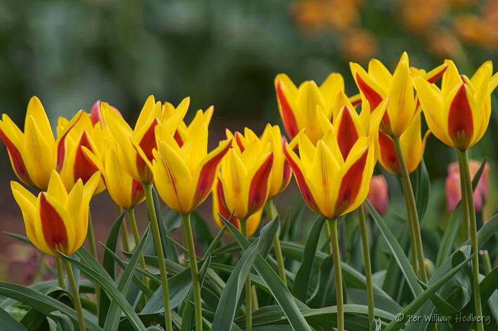 Photo of Tulip (Tulipa x tschimganica) uploaded by William