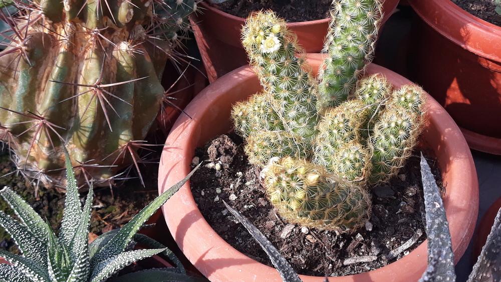 Photo of Ladyfinger Cactus (Mammillaria elongata) uploaded by skopjecollection