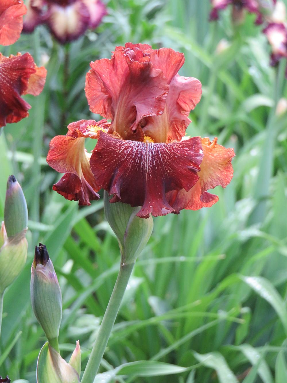 Photo of Tall Bearded Iris (Iris 'Crimson Twist') uploaded by Bloomers
