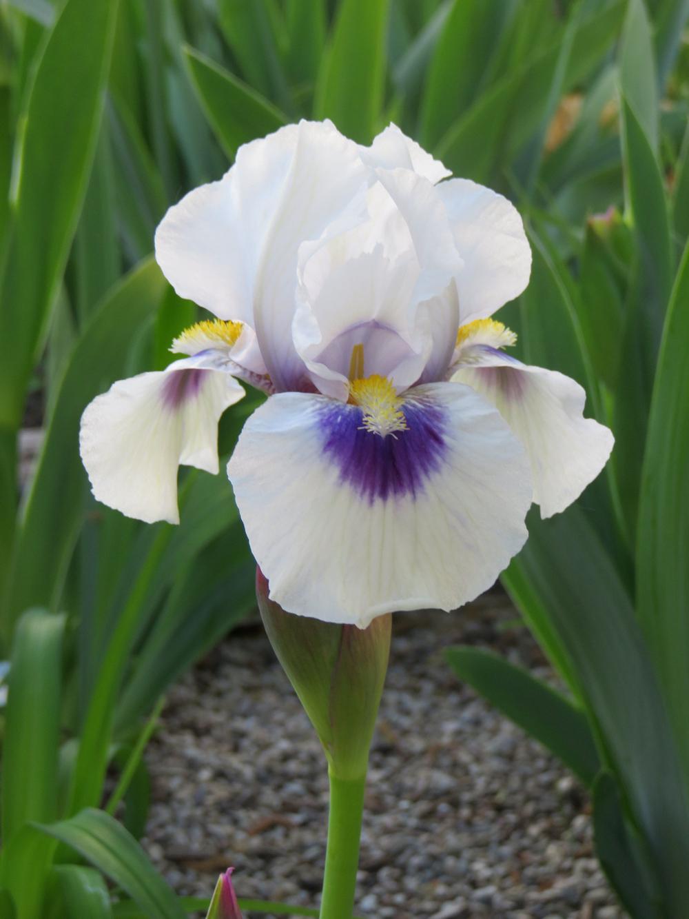 Photo of Arilbred Iris (Iris 'Desert Snow') uploaded by Bloomers