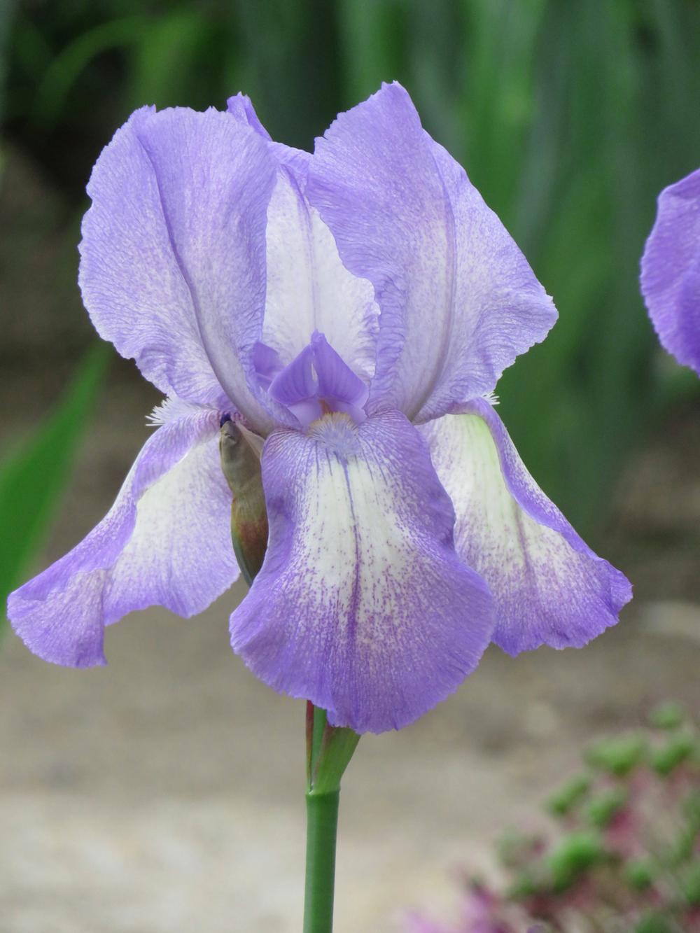 Photo of Tall Bearded Iris (Iris 'Blue Shimmer') uploaded by Bloomers