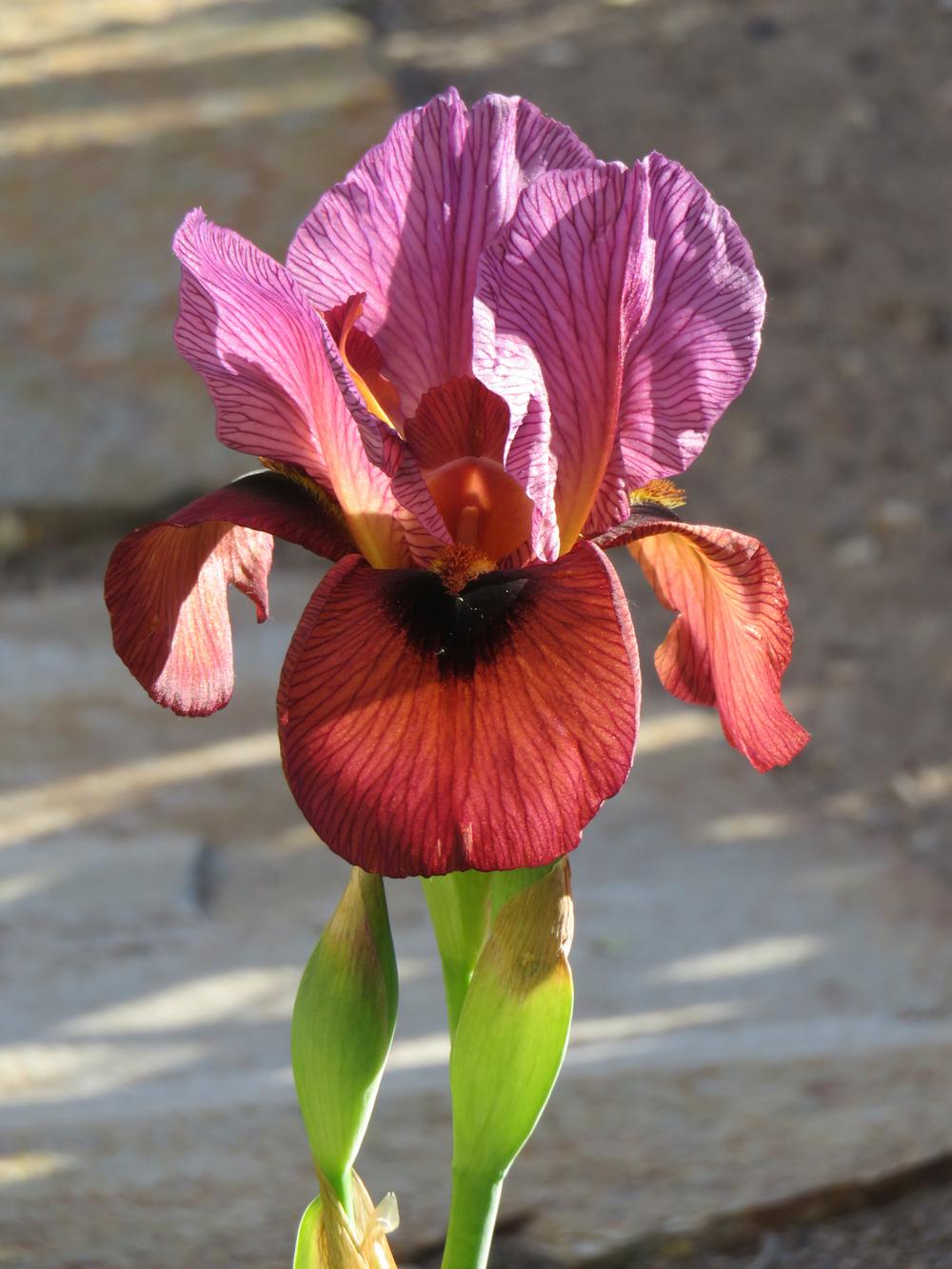 Photo of Arilbred Iris (Iris 'Bold Awakening') uploaded by Bloomers