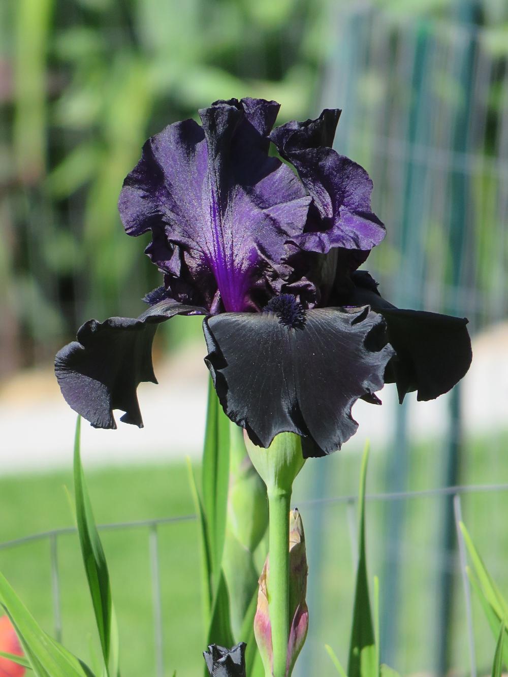 Photo of Tall Bearded Iris (Iris 'Black Is Black') uploaded by Bloomers