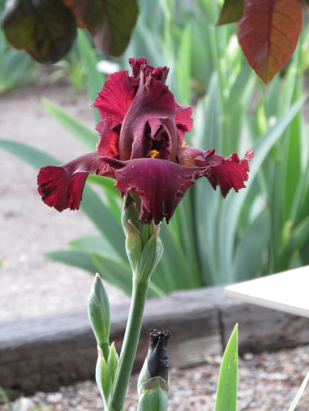 Photo of Tall Bearded Iris (Iris 'Battle Royal') uploaded by Bloomers
