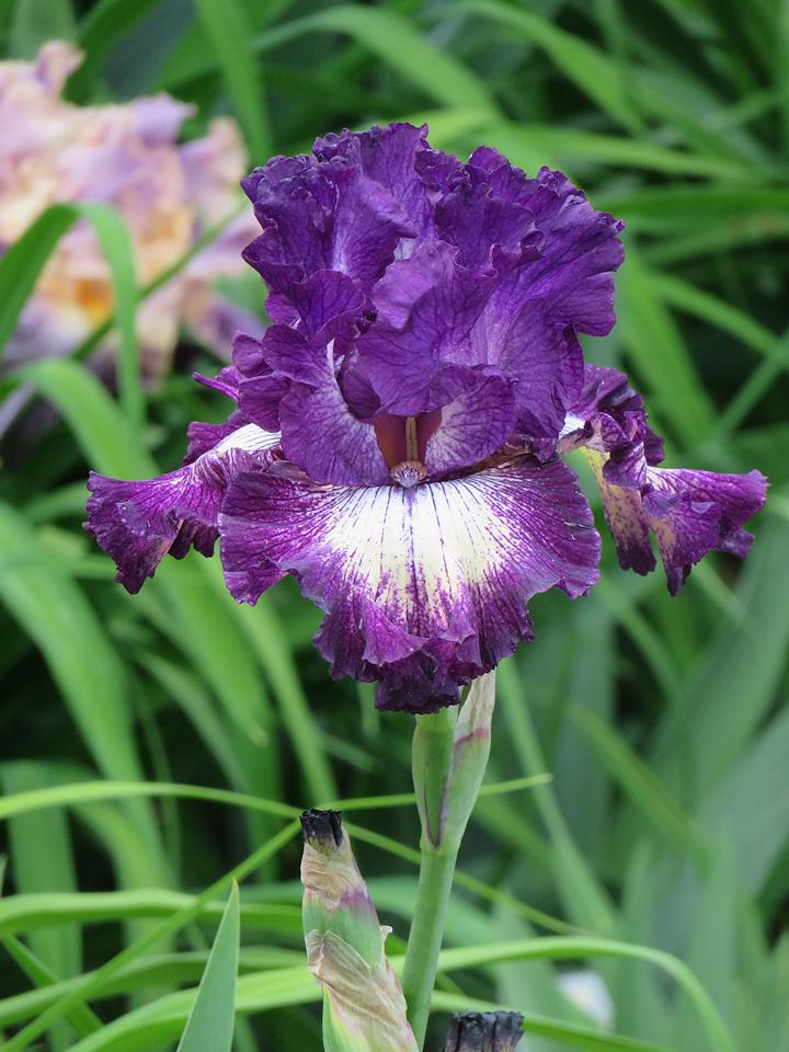Photo of Tall Bearded Iris (Iris 'First Pick') uploaded by Bloomers