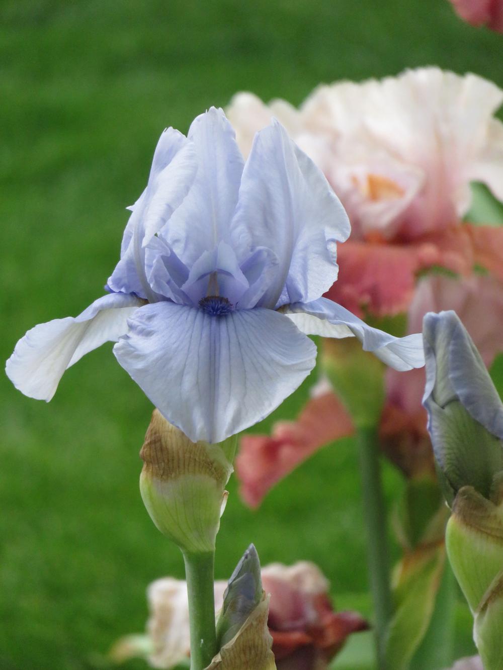Photo of Border Bearded Iris (Iris 'Blackbeard') uploaded by Bloomers