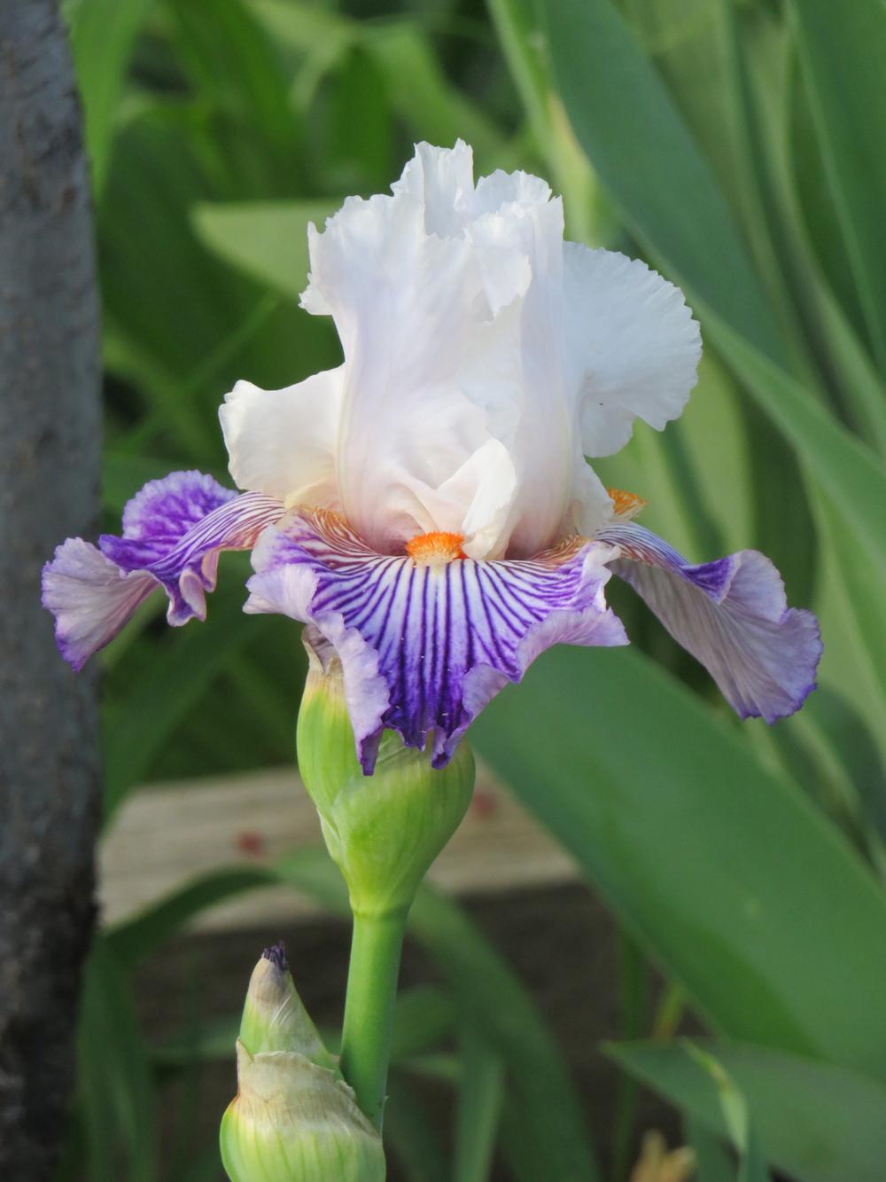 Photo of Border Bearded Iris (Iris 'Crow's Feet') uploaded by Bloomers