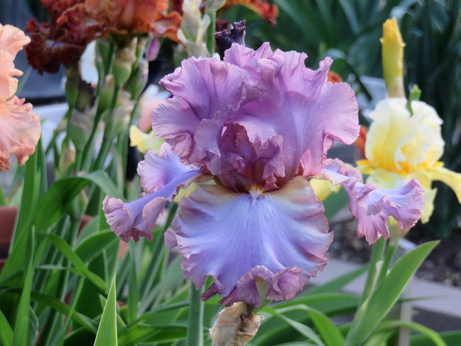 Photo of Tall Bearded Iris (Iris 'French Lavender') uploaded by Bloomers
