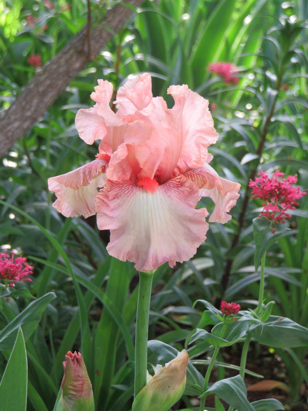 Photo of Tall Bearded Iris (Iris 'Alexis') uploaded by Bloomers