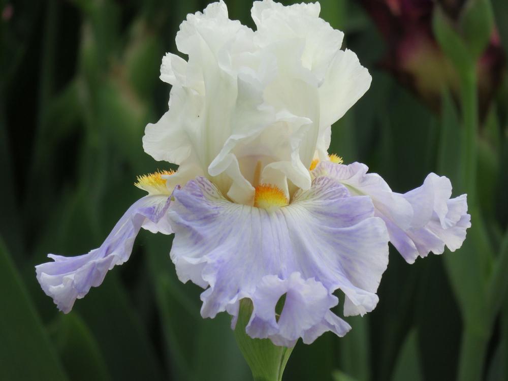 Photo of Tall Bearded Iris (Iris 'Churchill Lane') uploaded by Bloomers