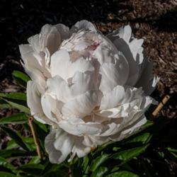 Location: Peony Garden at Nichols Arboretum, Ann Arbor, Michigan
Date: 2018-06-11
Yang Fei Chu Yu Chinese peony - opening bloom