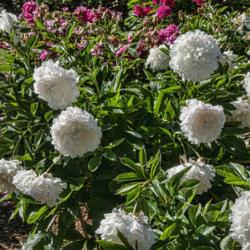 Location: Peony Garden at Nichols Arboretum, Ann Arbor, Michigan
Date: 2019-06-21
Yang Fei Chu Yu Chinese peony - one of the latest blooming cultiv
