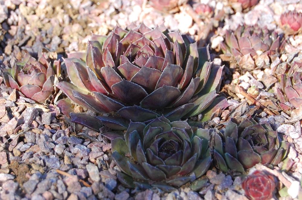 Photo of Hen and Chick (Sempervivum 'Lion King') uploaded by valleylynn
