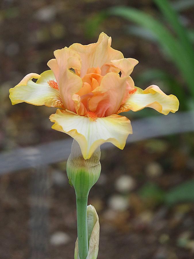 Photo of Border Bearded Iris (Iris 'Papaya') uploaded by Bloomers