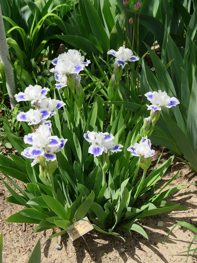 Photo of Standard Dwarf Bearded Iris (Iris 'Open Your Eyes') uploaded by Bloomers