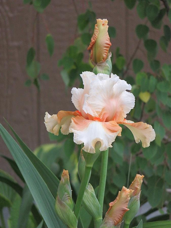Photo of Tall Bearded Iris (Iris 'Padded Shoulders') uploaded by Bloomers