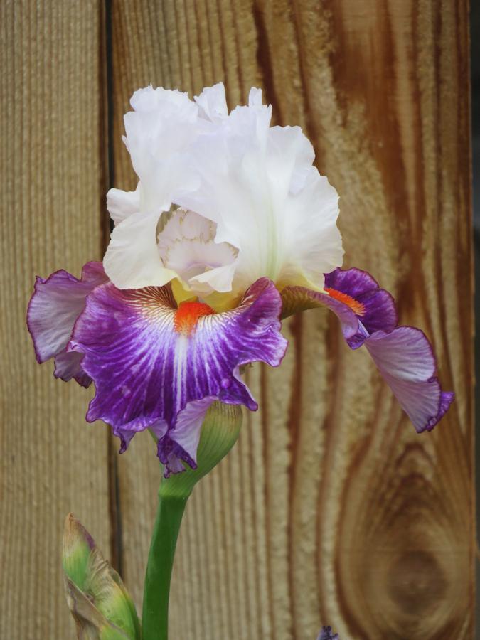Photo of Tall Bearded Iris (Iris 'Giorgio') uploaded by Bloomers