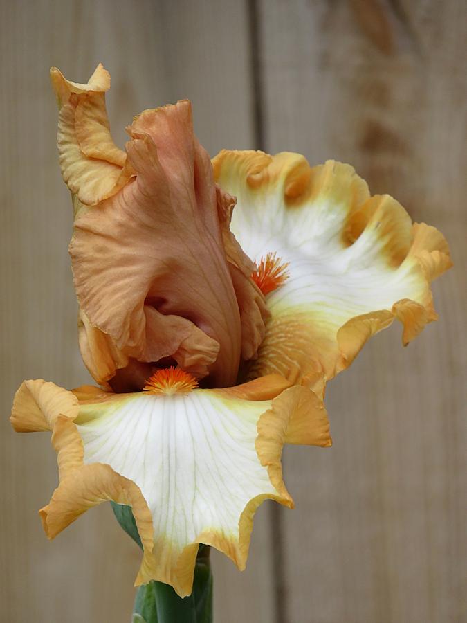 Photo of Tall Bearded Iris (Iris 'Orange Titan') uploaded by Bloomers