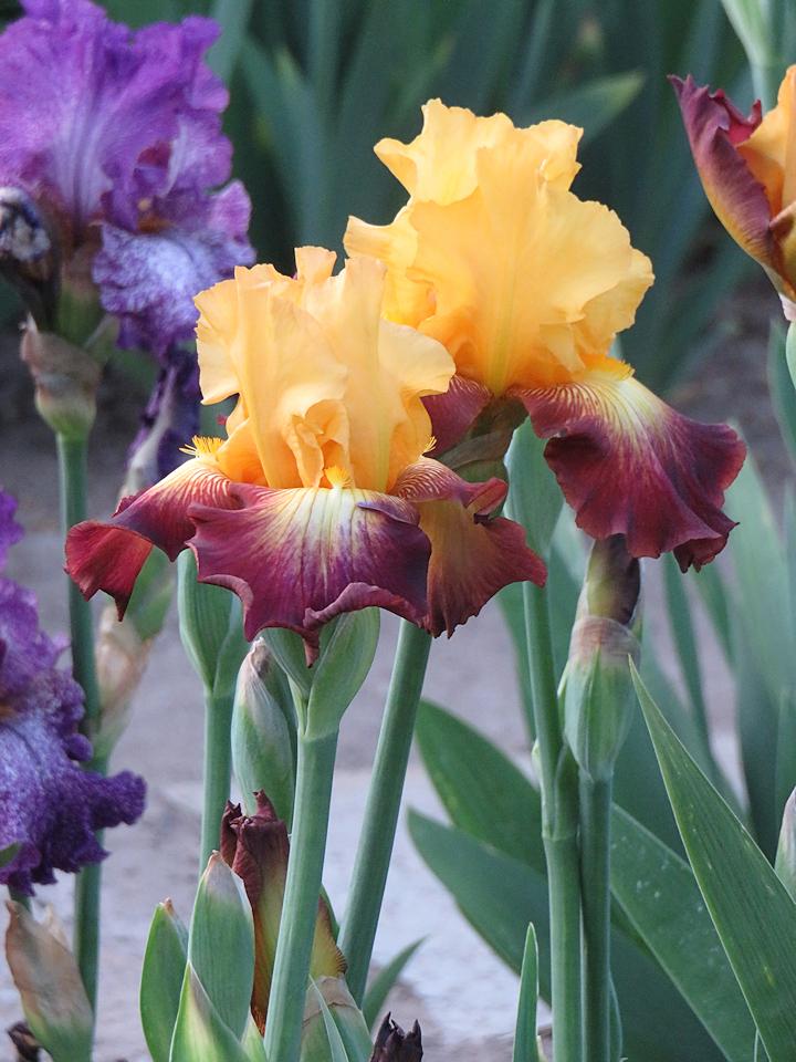 Photo of Tall Bearded Iris (Iris 'Road to Glory') uploaded by Bloomers